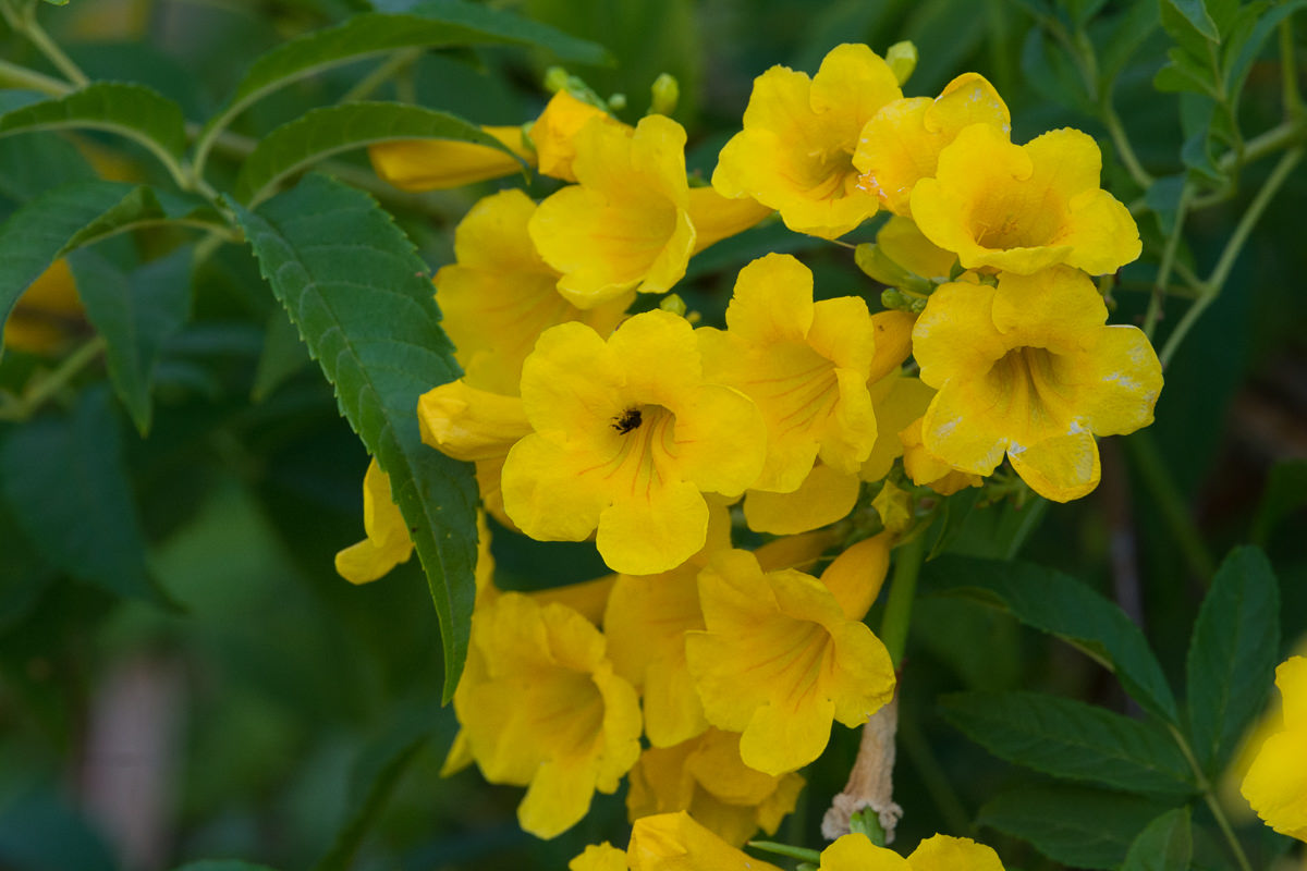 Tecoma stans